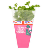 ASDA Aromatic & Zesty Growing Coriander herb kit - British product