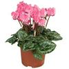 Sainsburys Cyclamen Plant Colour may vary