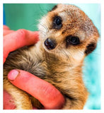 Activity Superstore Meet the Meerkats for Two