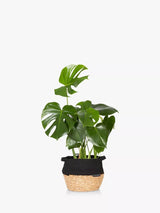 The Little Botanical Monstera Big Belly Basket Indoor Plant with Basket H60 x W36 x D35 cm