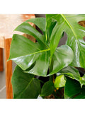 The Little Botanical Monstera Big Belly Basket H60 x W36 x D35 cm, imported from the UK