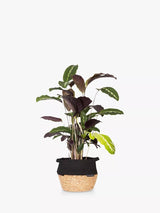 Calathea Houseplant with Belly Basket for Indoor Decor