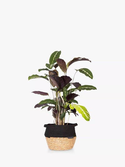 Calathea Houseplant with Belly Basket for Indoor Decor