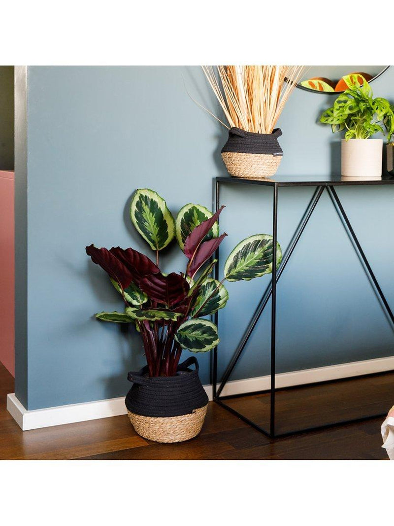 Calathea houseplant with belly basket by The Little Botanical (British brand)