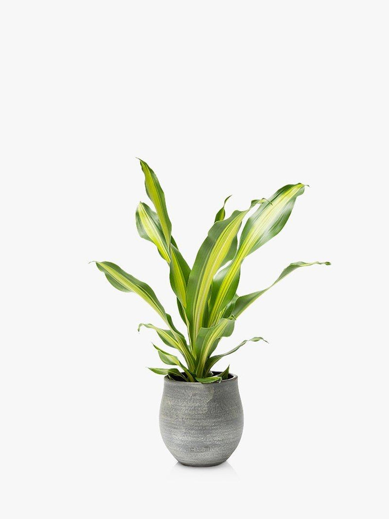 The Little Botanical Dracaena big grey ceramic pot indoor plant (British brand)