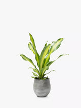 The Little Botanical Dracaena Big Grey Pot Indoor Plant