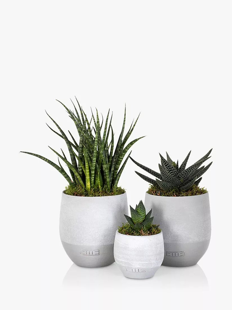 The Little Botanical succulent plant set with Aloe, Sanseveria, and Haworthia in ceramic pots H50xW18xD17 cm (British brand)