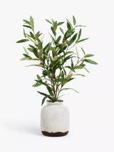 John Lewis Artificial Olive in Ceramic Vase, White/Green Indoor Planter