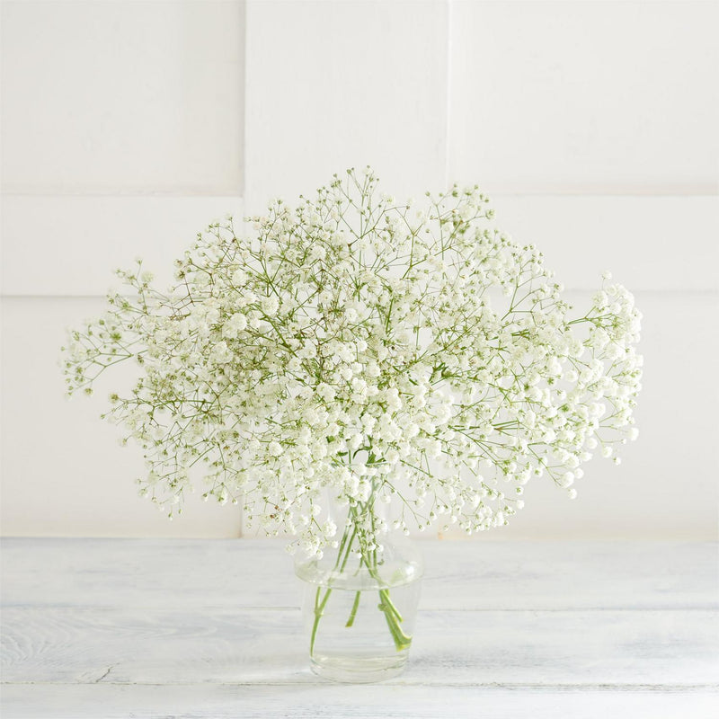 Gypsophila flowers UK version