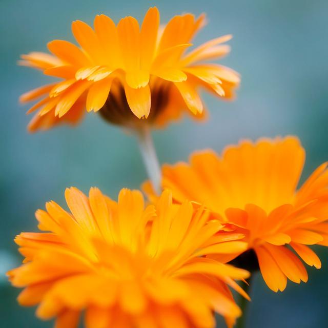 Weleda Baby Calendula Vegan Oil 200ml GOODS M&S