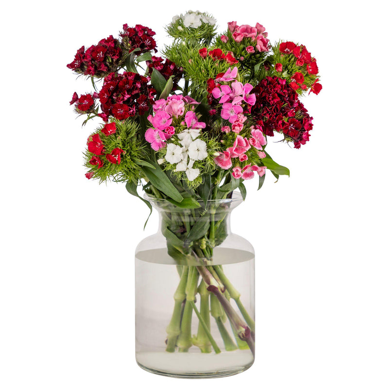 Sweet William flowers (British brand)