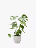 The Little Botanical Monstera Deliciosa house plant with ceramic pot, 40-45cm, imported from the UK
