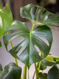 The Little Botanical Monstera Deliciosa house plant with ceramic pot, 40-45cm, imported from the UK