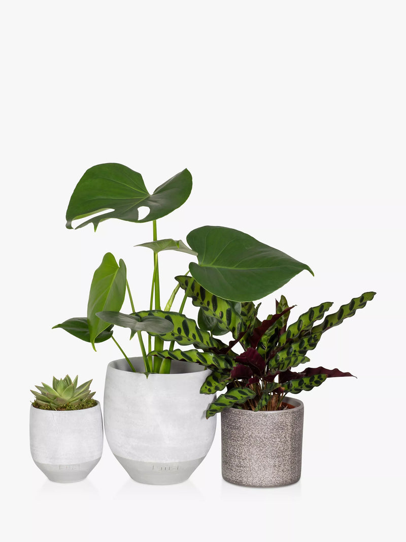 The Little Botanical Green Plant Gang indoor plant set (British brand)