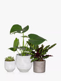 The Little Botanical Green Plant Gang indoor plant set (British brand)