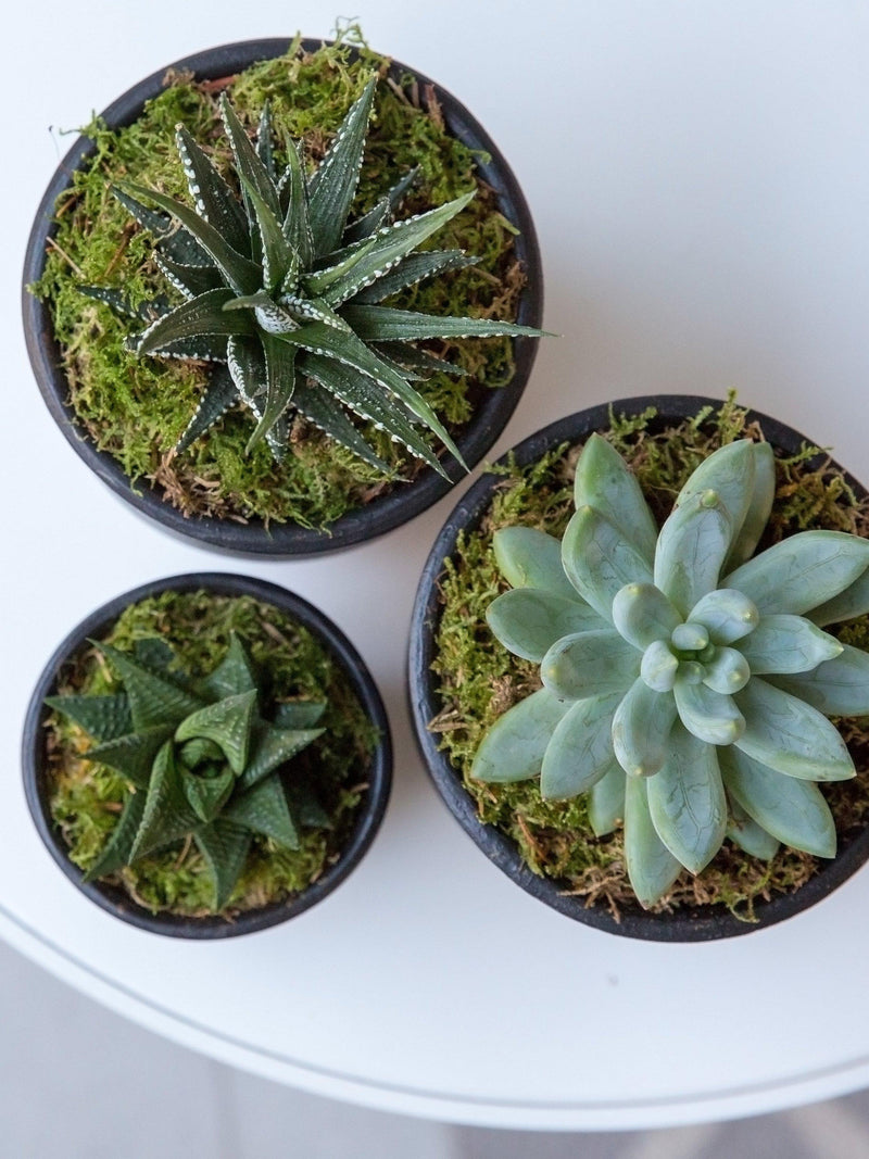 The Little Botanical succulent plant set with three varieties in ceramic pots (British brand)