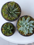 The Little Botanical succulent plant set with three varieties in ceramic pots (British brand)