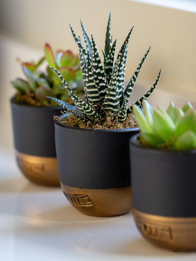 The Little Botanical succulent plant set with three varieties in ceramic pots (British brand)