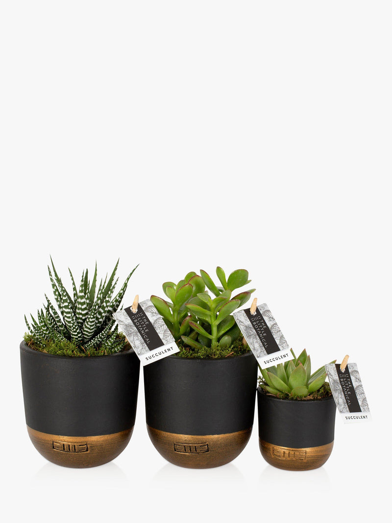 The Little Botanical succulent plant set with three varieties in ceramic pots (British brand)