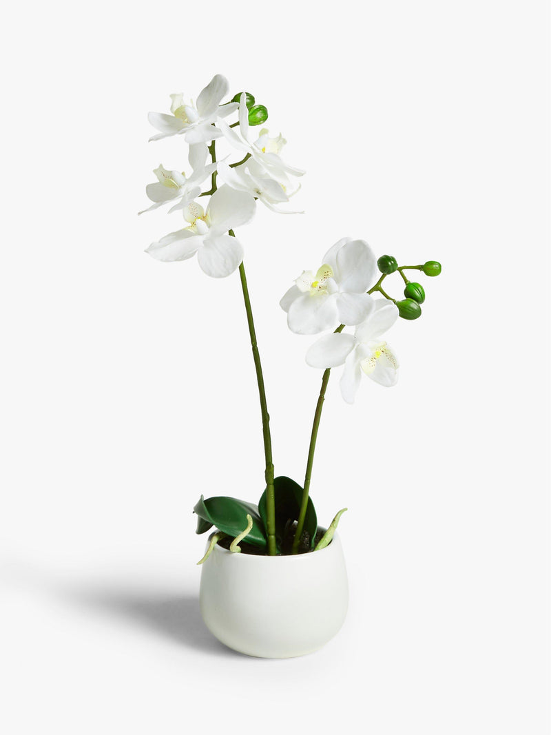 John Lewis artificial small white orchid in ceramic pot, UK version