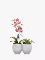 Phalaenopsis Orchid and Echeveria Succulent Duo in Concrete Plant Pots