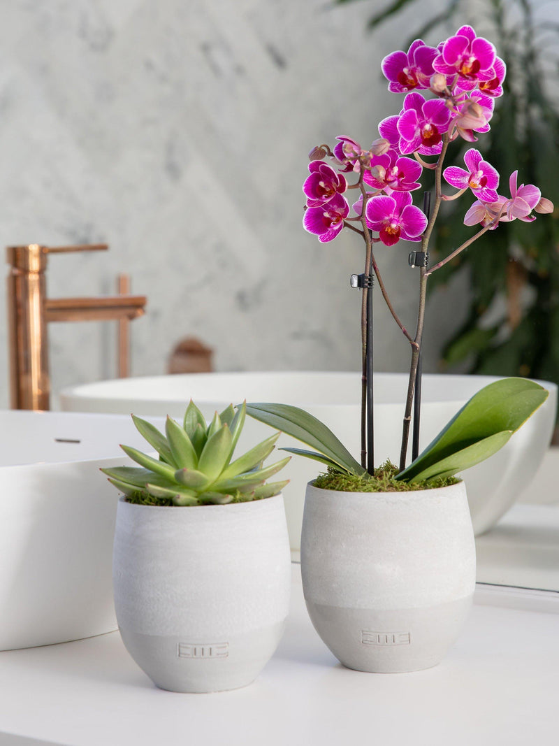 The Little Botanical orchid and succulent plant duo in concrete pots (British brand)