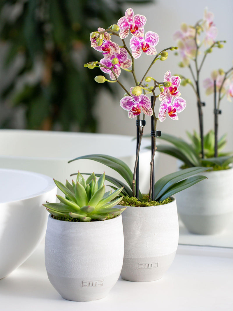 The Little Botanical orchid and succulent plant duo in concrete pots (British brand)