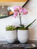 The Little Botanical orchid and succulent plant duo in concrete pots (British brand)