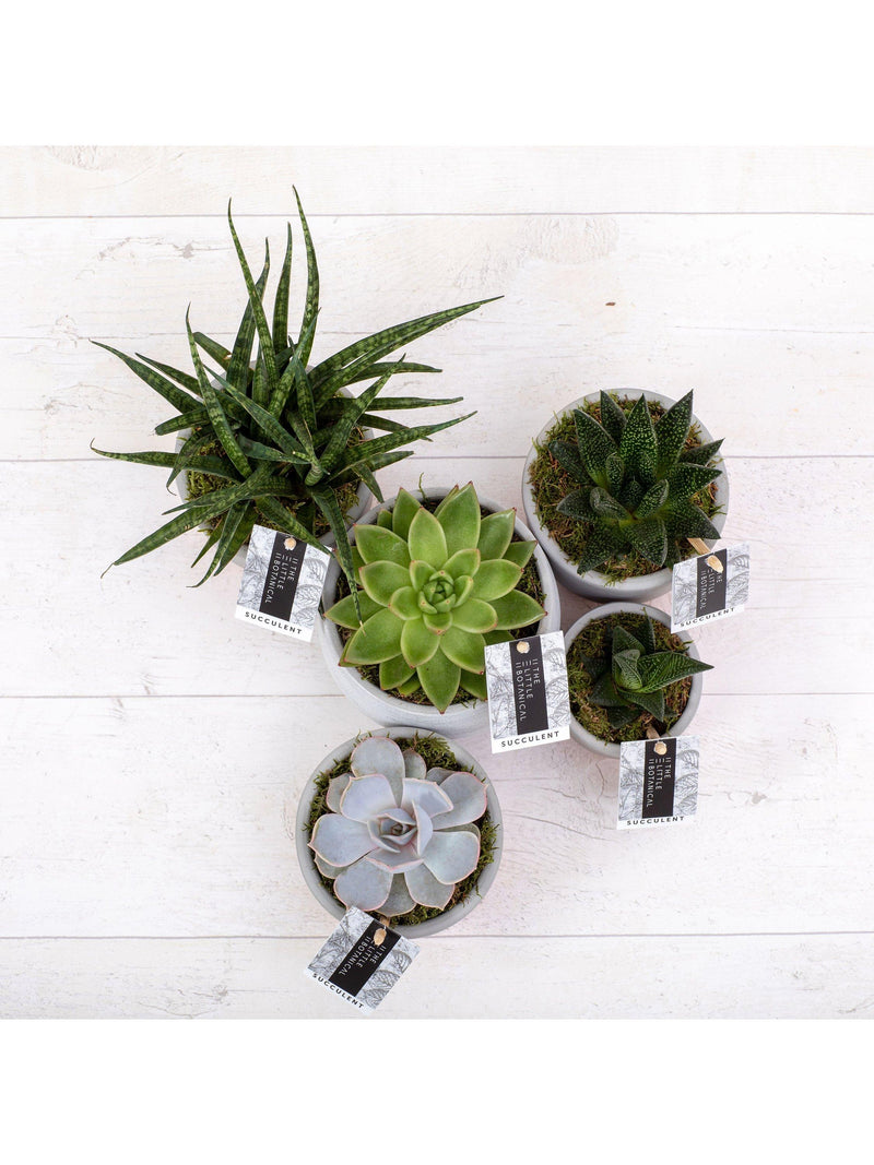 The Little Botanical large succulent plant bundle with 5 varieties (British brand)