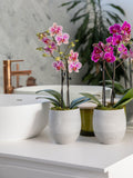 The Little Botanical mini orchid duo indoor plants (British brand)