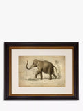 Brookpace Lascelles Elephant framed print grey 46 x 55cm - British product