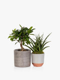 The Little Botanical Zen Bonsai Set (British brand)