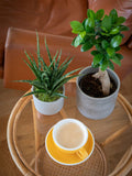 The Little Botanical Zen Bonsai Set (British brand)