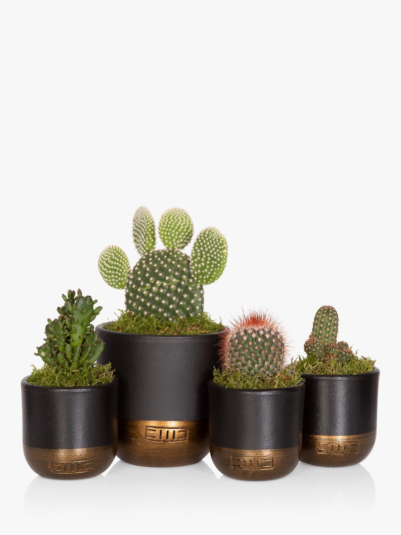 The Little Botanical cactus plant set with medium and mini cacti in black and gold pots (British brand)