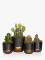 Cactus Plant Family Set with Medium and Mini Cacti in Decorative Pots