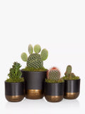 The Little Botanical cactus plant set with medium and mini cacti in black and gold pots (British brand)