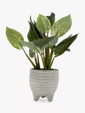 John Lewis Artificial Evergreen Leaves in Footed Pot - McGrocer
