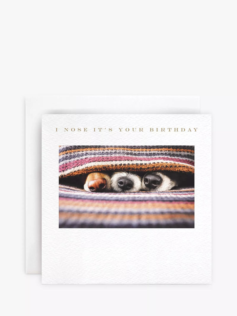 Susan O'Hanlon Dogs Noses birthday card with envelope (British brand)