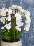 Floralsilk artificial white orchid in clay pot - British product