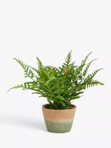 John Lewis Artificial Fern Bush in Terracotta Pot Indoor Planter