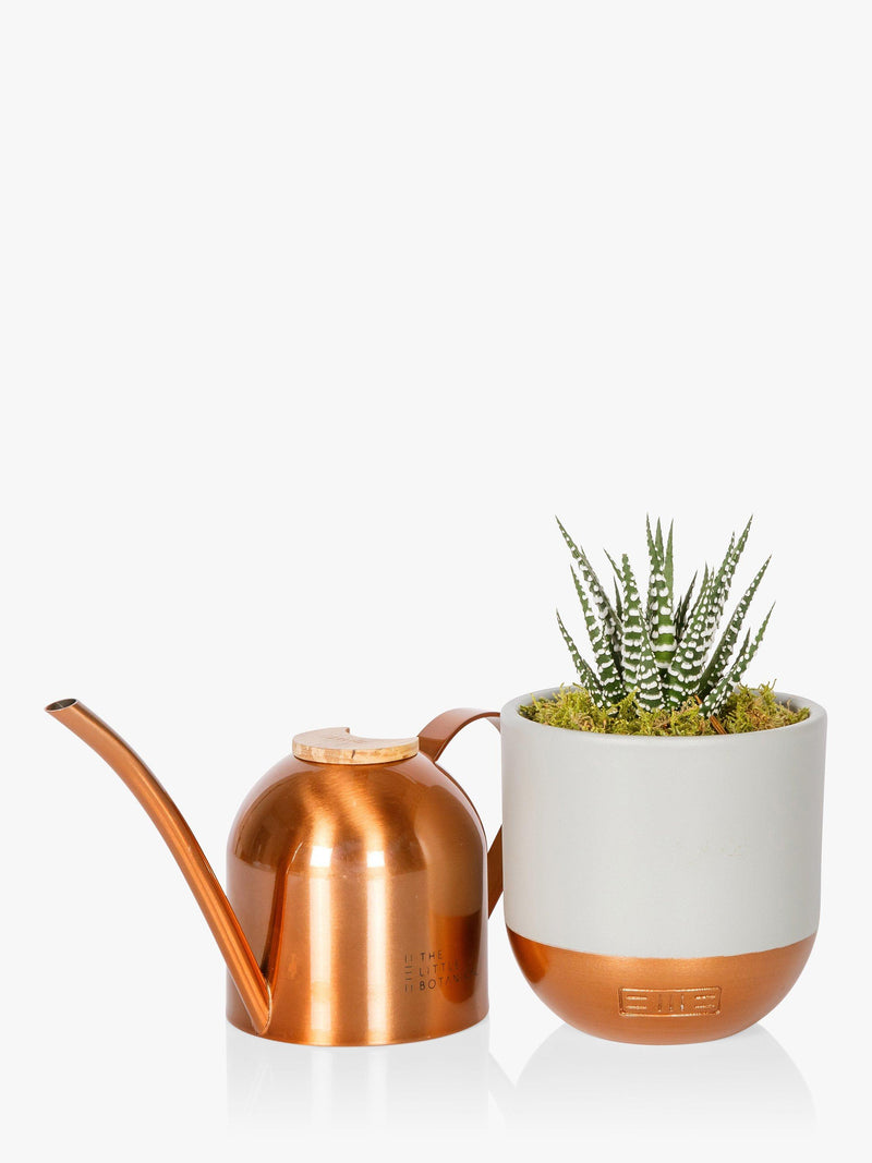 The Little Botanical copper watering can and Haworthia plant set, 450ml capacity (British brand)