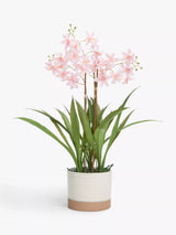 John Lewis Artificial Mini Orchid Plant in Ceramic Pot
