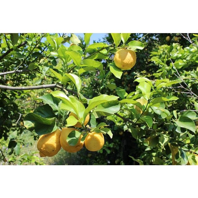 Weleda Citrus Refreshing Body Lotion Vegan 200ml GOODS M&S