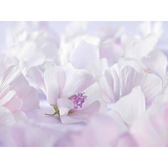 Weleda Baby White Mallow Nappy Cream 50ml GOODS M&S