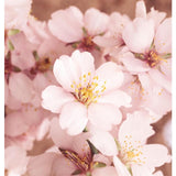 Weleda Natural Almond Sensitive Skin Body Wash Vegan 200ml GOODS M&S