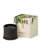 LOEWE Small Dendrochilum Orchid Scented Candle, UK version