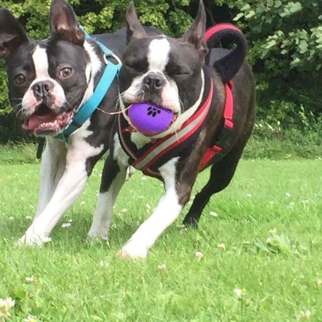 SportsPET High Bounce Ball For Pets Dog Toy 6cm GOODS M&S