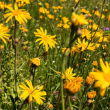 Weleda Arnica Bumps and Bruises Spray Vegan 20ml GOODS M&S