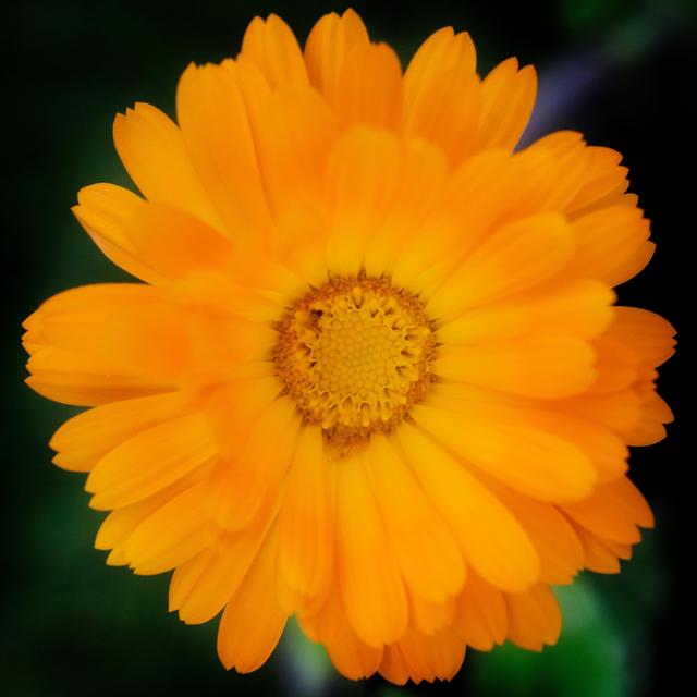 Weleda Calendula Cuts & Grazes Spray Vegan 20ml GOODS M&S