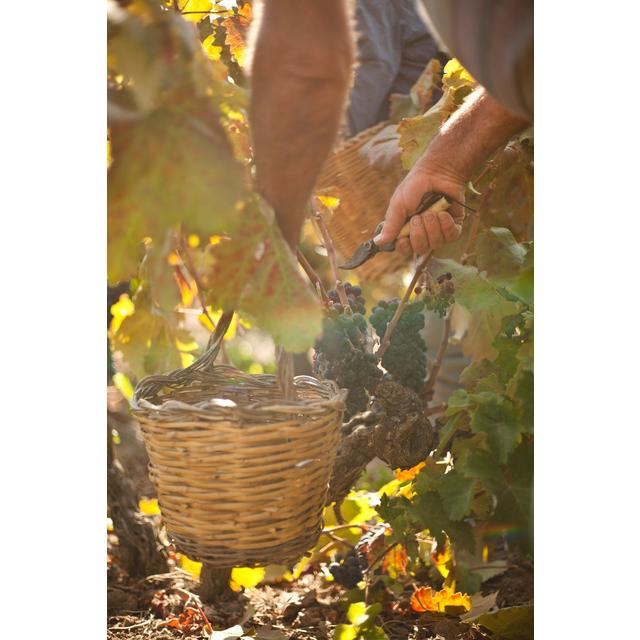 Terra Organica Primitivo 75cl GOODS M&S